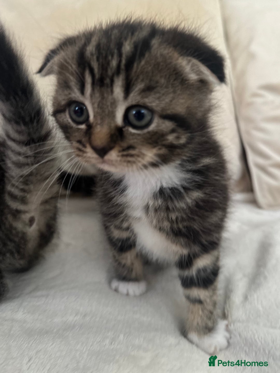 Mixed Breed cats for sale: Scottish fold mixed breed - Image 15