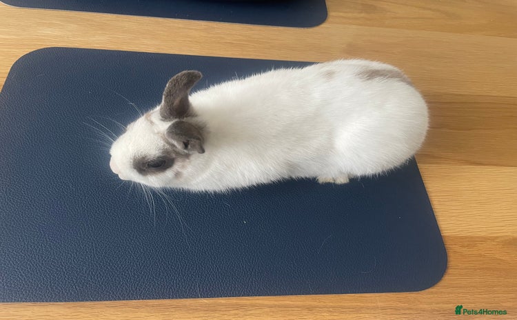 Netherland Dwarf rabbits in Leicester - Advert 16