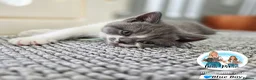 British Shorthair cats for sale: 5 Beautiful British short hair kittens available  - Advert 21