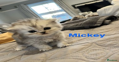 Persian cats - Advert 11