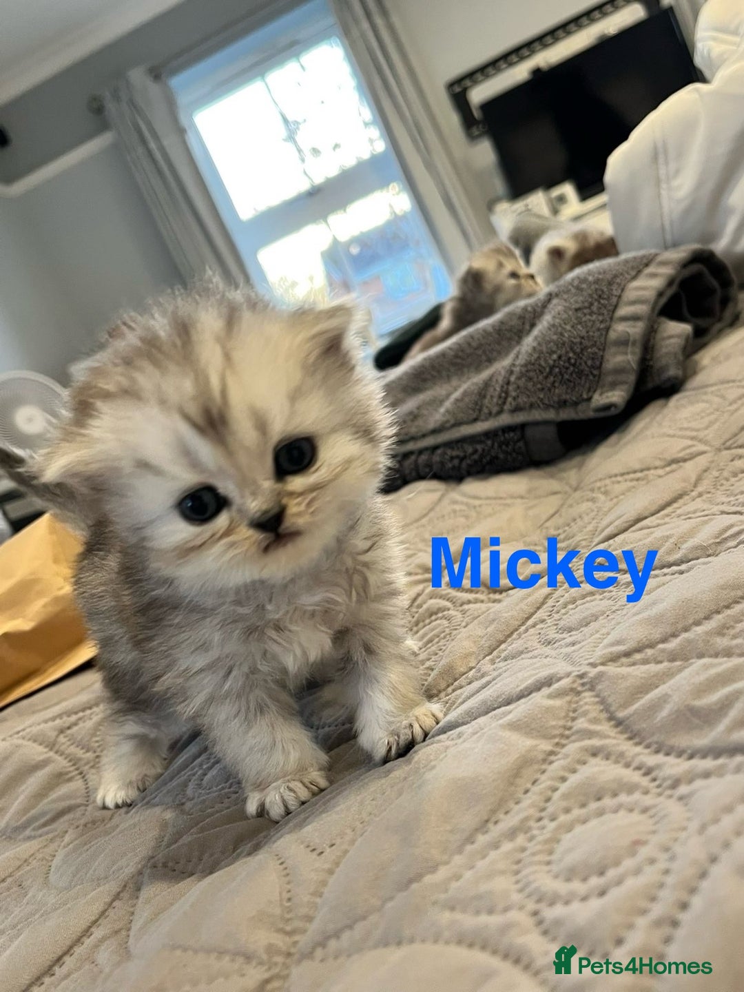 Persian cats for sale: Gorgeous litter of 6 PKD Negative Persian kittens - Image 2