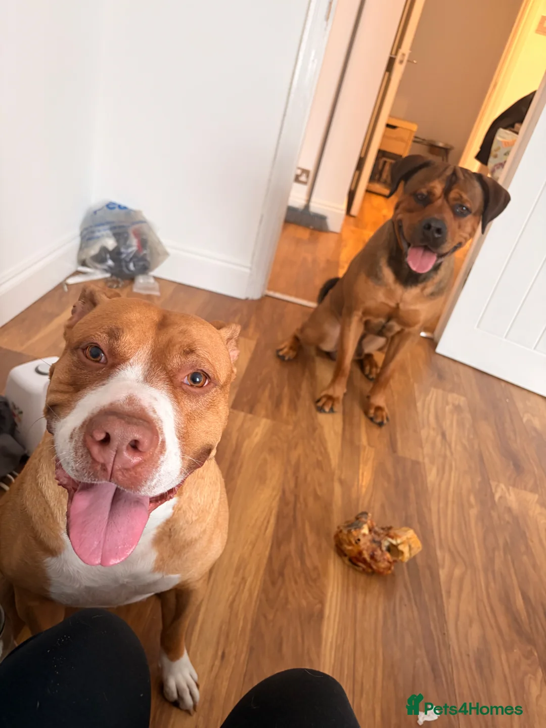 Mixed Breed dogs for sale: 7 month old Mastiff mix puppy  - Advert 5