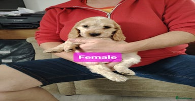 Cocker Spaniel dogs - Advert 4