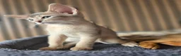 Abyssinian cats for sale: Beautiful Abyssinian Kitten  - Advert 16