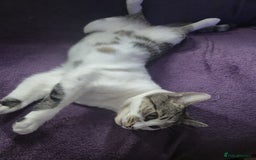 Domestic Shorthair cats for sale: Female cat - Image 2