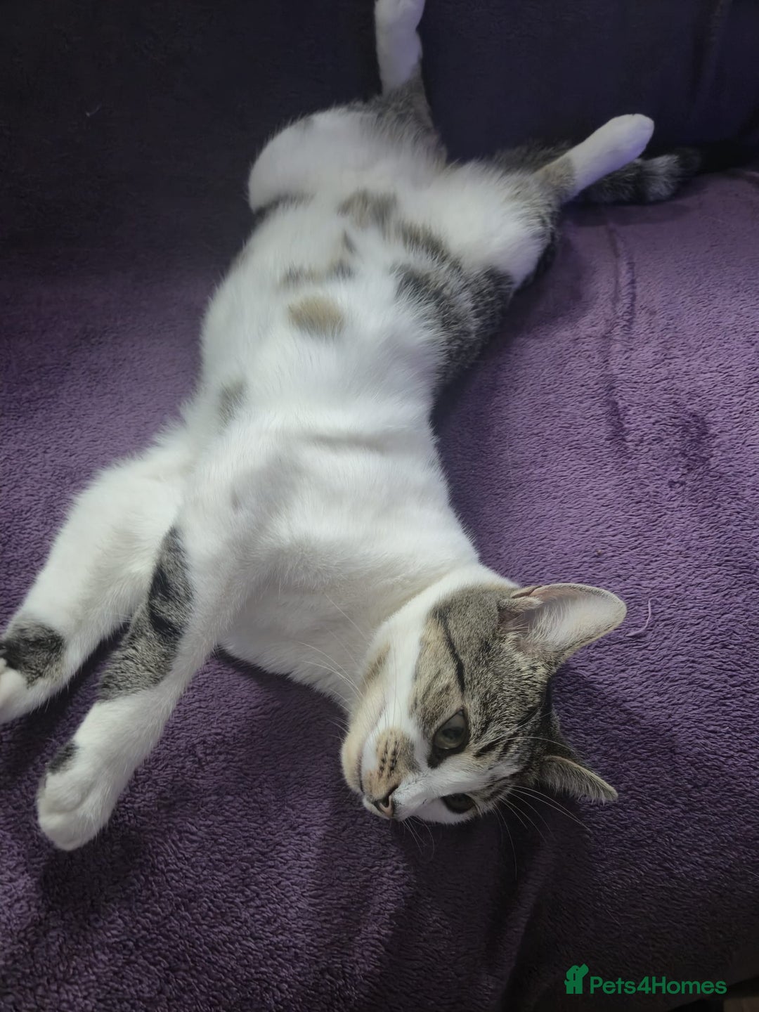 Domestic Shorthair cats for sale: Female cat - Image 2