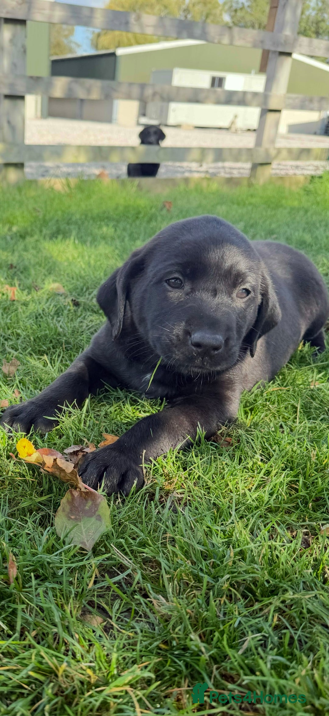 Black Lab Belgian Malinois Lab Mix Puppies For Sale Belgian