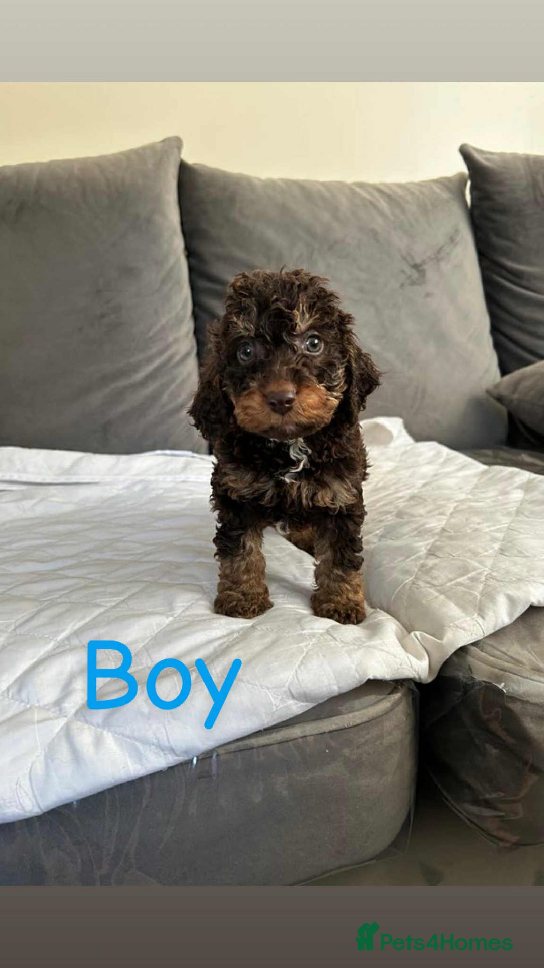 Cockapoo dogs for sale: F2 cockapoo - Image 6