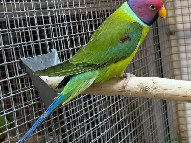 Parrots birds for sale: Amazons/Parrots/Parakeets available - Advert 1