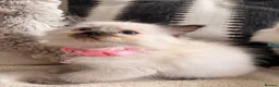 Ragdoll cats for sale: We have 4 beautiful Ragdoll Kittens in Telford - Advert 3