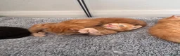 Mixed Breed cats for sale: Ready 10/08 kittens - Advert 6