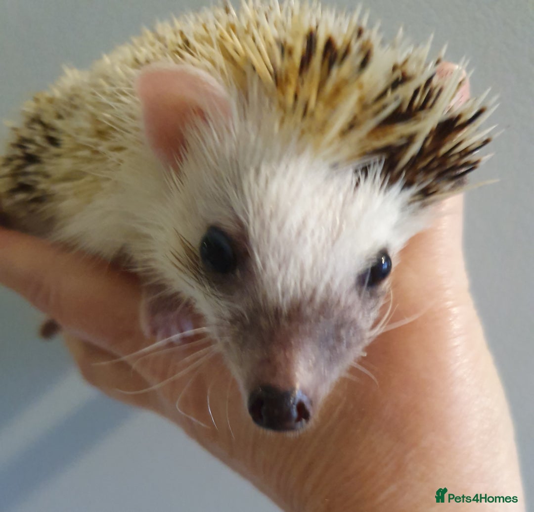 Pygmy Hedgehog rodents for sale: African pygmy hedgehogs - Advert 4