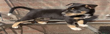 Australian Kelpie 3
