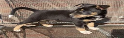 Australian Kelpie dogs for sale: Kelpie x Collie Farm Bred & Reared Pups - Advert 7