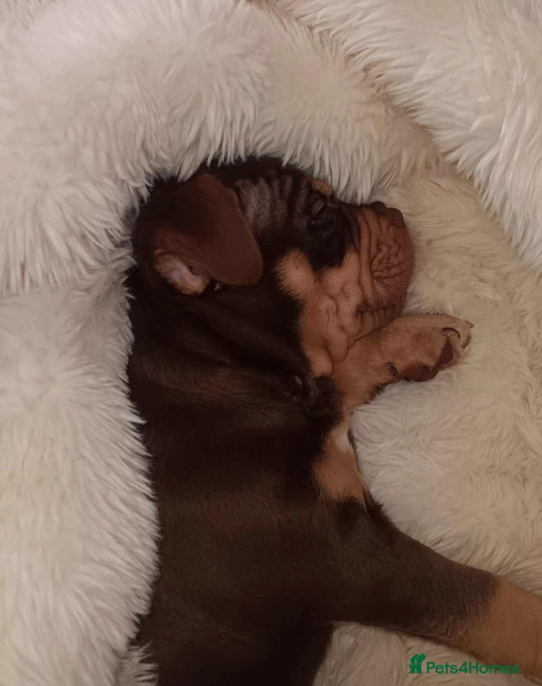 American Bully dogs for sale: Chocolate tri american bully  - Advert 4