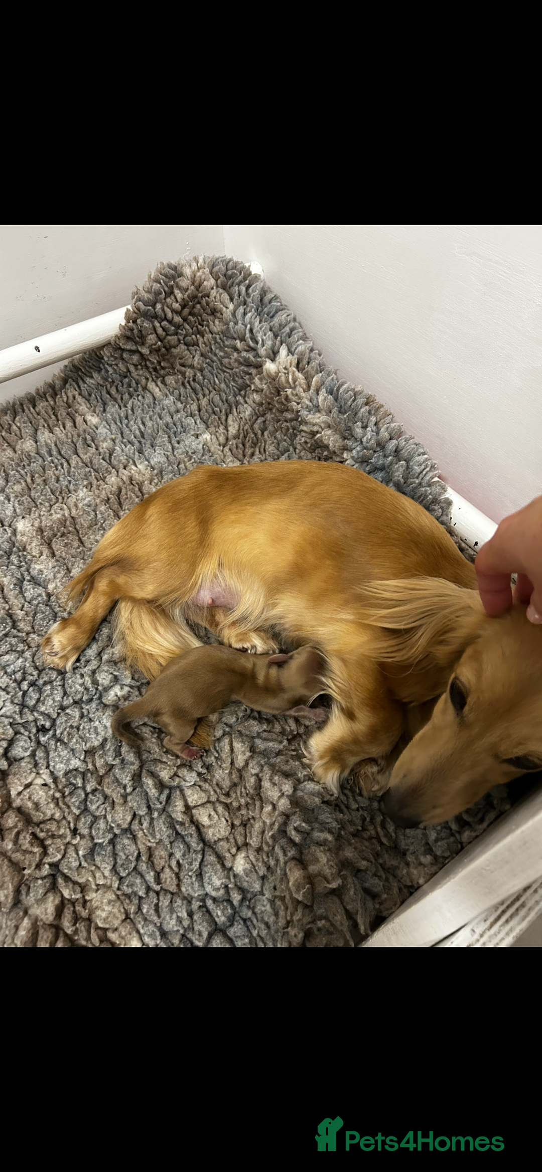 Miniature Dachshund dogs for sale: **RESERVED** cream miniature dachshund   - Image 7