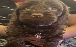 Cockapoo dogs for sale: Cockapoo Puppies F2 - Image 18