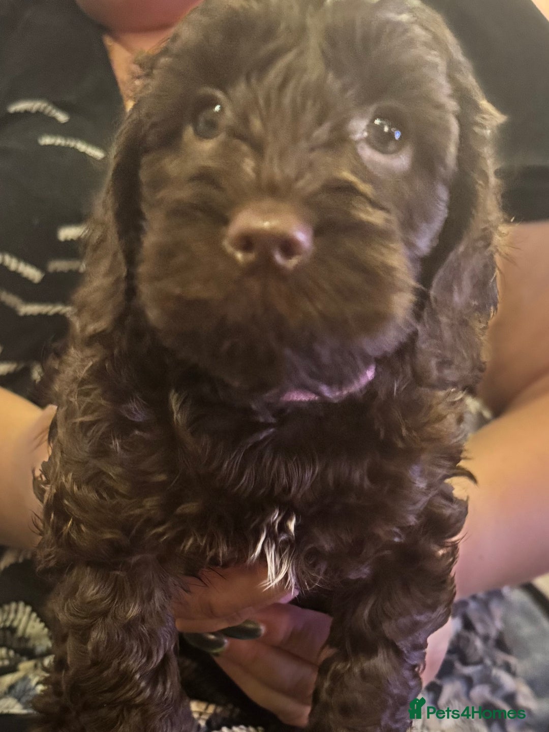 Cockapoo dogs for sale: Cockapoo Puppies F2 - Image 18