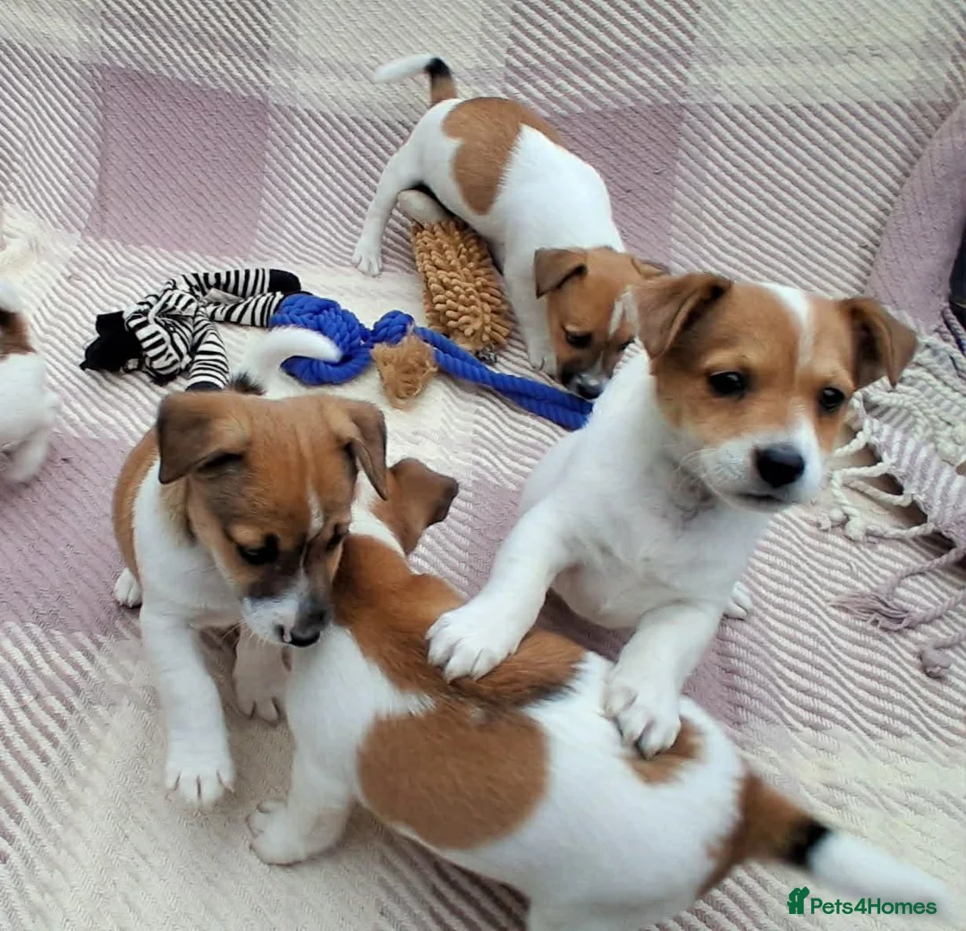 Jack Russell dogs for sale: Pure Jack Russell pups for sale - Advert 19