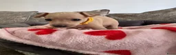 Italian Greyhound dogs for sale: 🏡 Italian greyhound puppies ready soon 🏡 - Advert 32