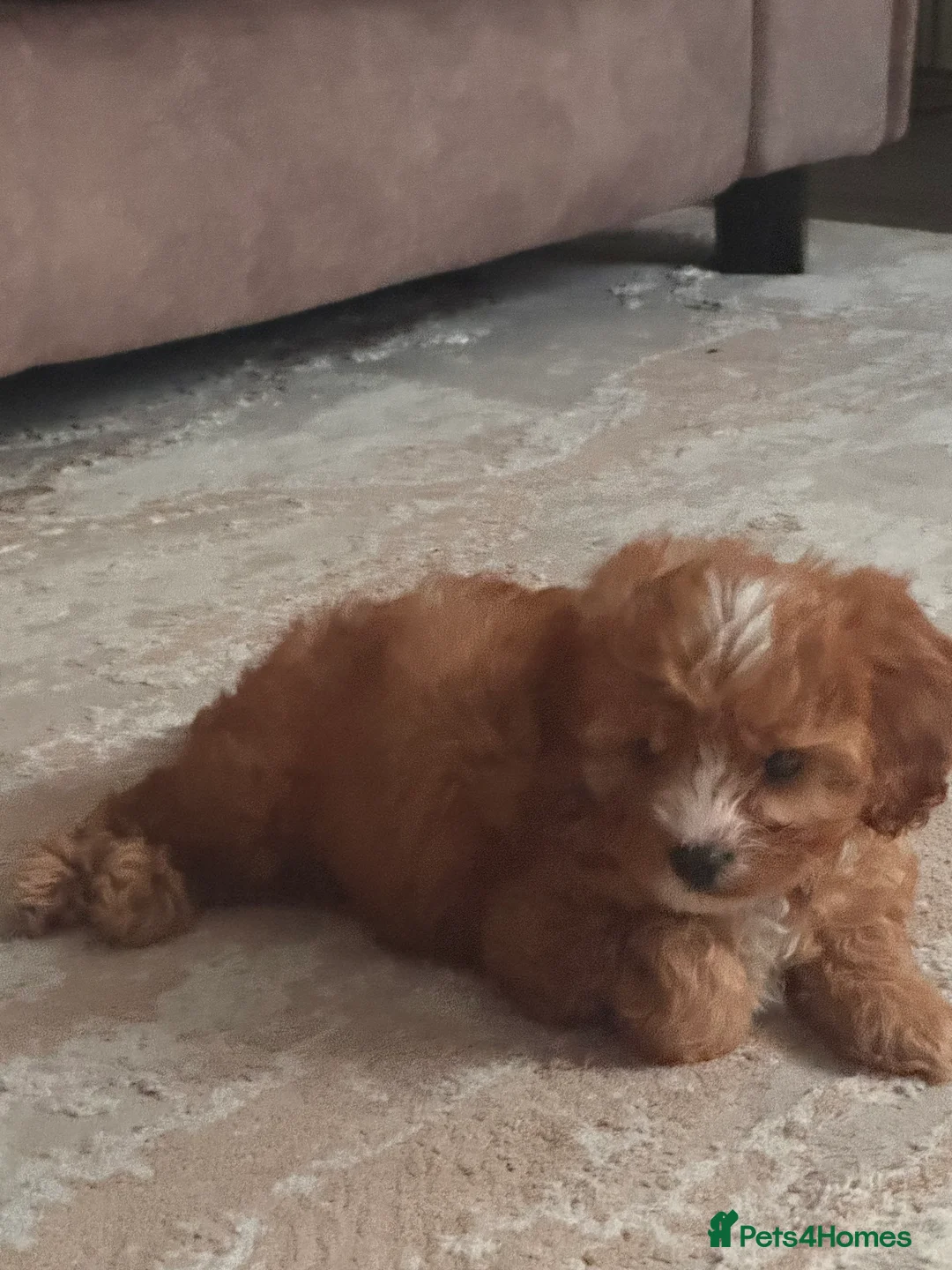 Cavapoo dogs for sale:  9-Week-Old Cavapoo Puppy for Rehoming - Advert 3