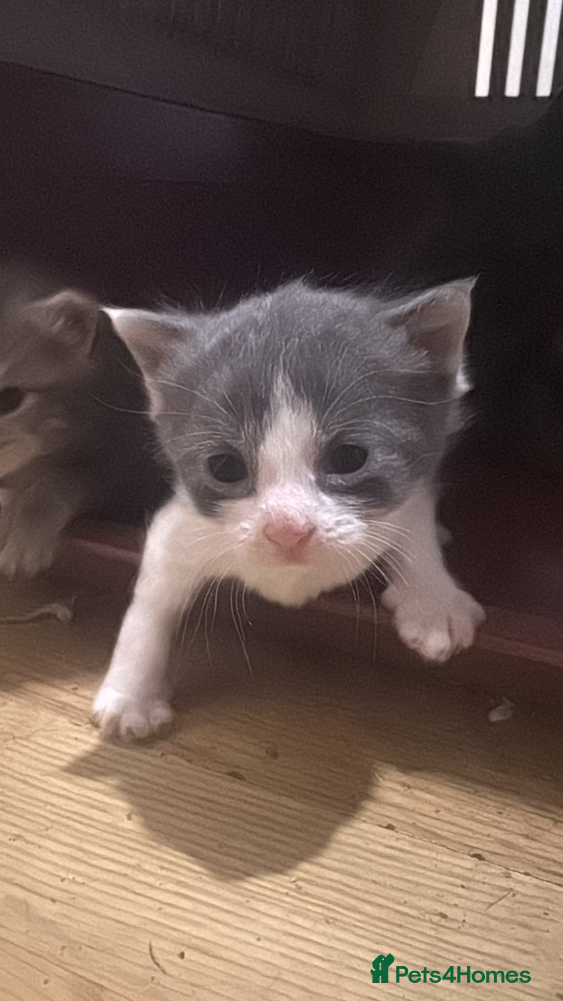 Russian Blue cats Gorgeous bundle - Advert 2