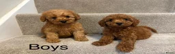 Miniature Poodle dogs for sale: Miniature poodle puppies  - Advert 3