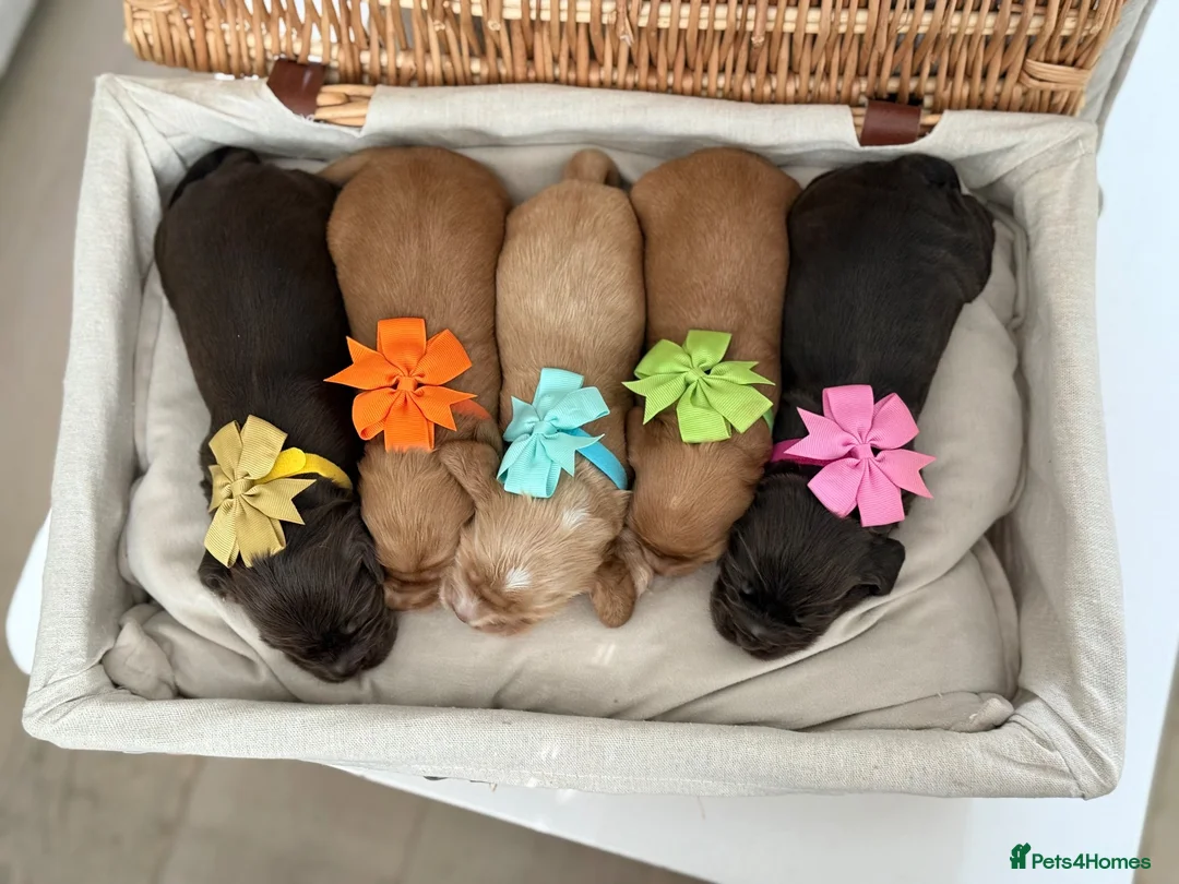 Cocker Spaniel dogs for sale: Show type cocker spaniels in Shipley - Advert 2