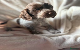 Sprocker dogs for sale: unbelievably marked sprockers 😍 - Image 26