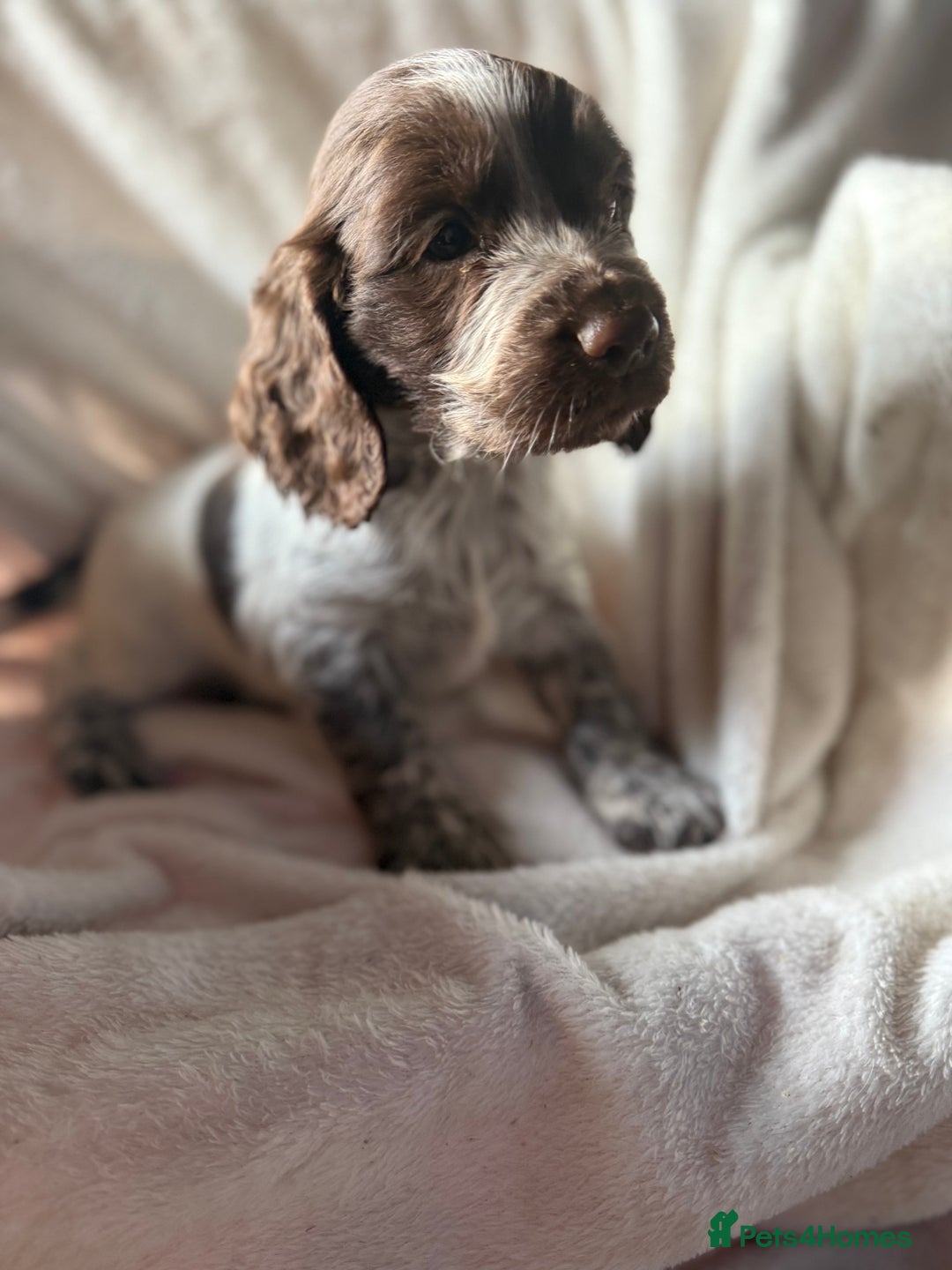 Sprocker dogs for sale: unbelievably marked sprockers 😍 - Image 26