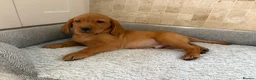 Labrador Retriever dogs for sale: KC Fully Health Tested Labrador Puppies  - Advert 4