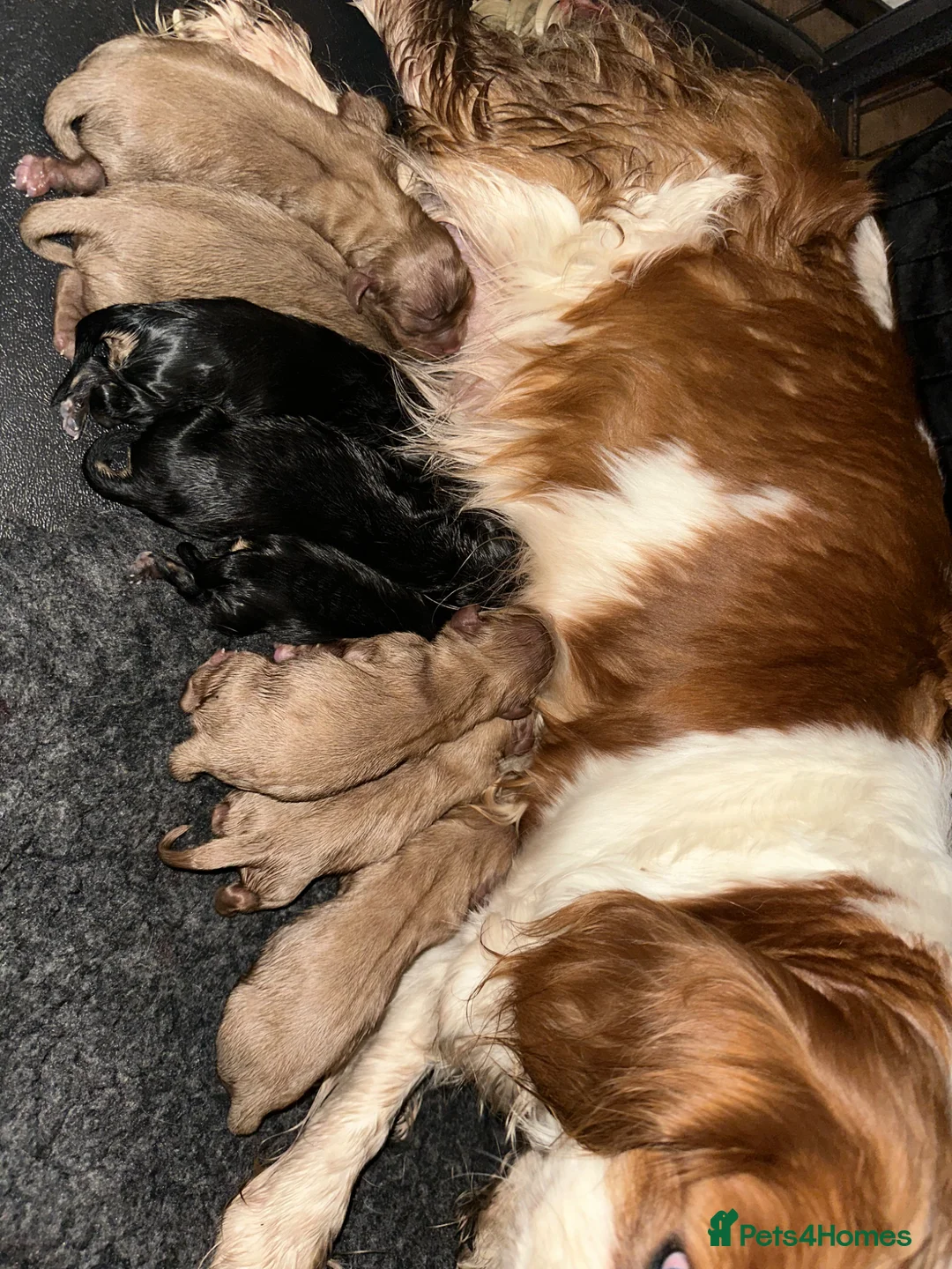 Cavalier King Charles Spaniel dogs for stud: KC Health Tested Black & Tan CKCS Stud - Advert 2