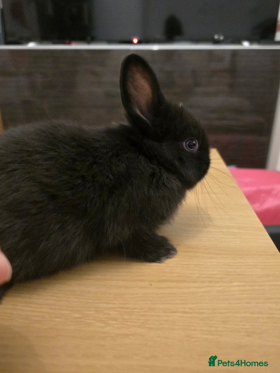 Netherland Dwarf rabbits for sale: Last baby girl Netherland Dwarf - Image 3