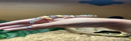 Leopard Gecko reptiles for sale: Baby leopard Gecko and set up  in Bristol - Advert 5