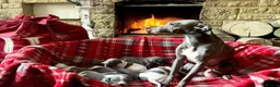 Italian Greyhound dogs for stud: Proven Italian Greyhound Available at Stud - Advert 6