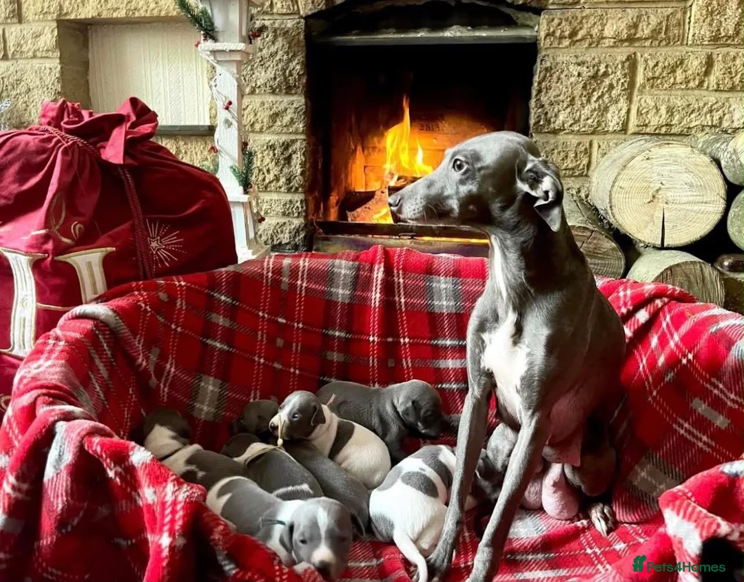 Italian Greyhound dogs for stud: Proven Italian Greyhound Available at Stud - Advert 6
