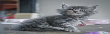 Maine Coon Kitten 5
