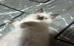 Ragdoll cats for sale: 1 beautiful blue eyed fluffy ragdoll left  - Image 10