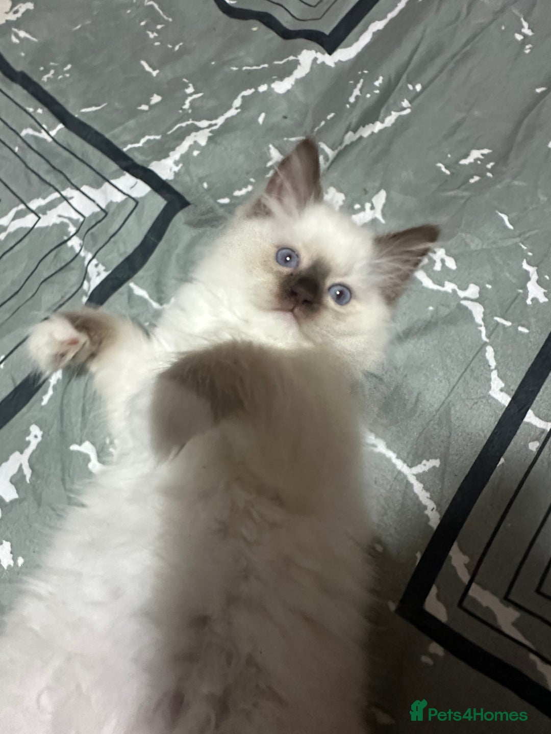 Ragdoll cats for sale: 1 beautiful blue eyed fluffy ragdoll left  - Image 10