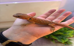 Bearded Dragon reptiles for sale: Bearded Dragon Babies INC RED MONSTERS - Image 2