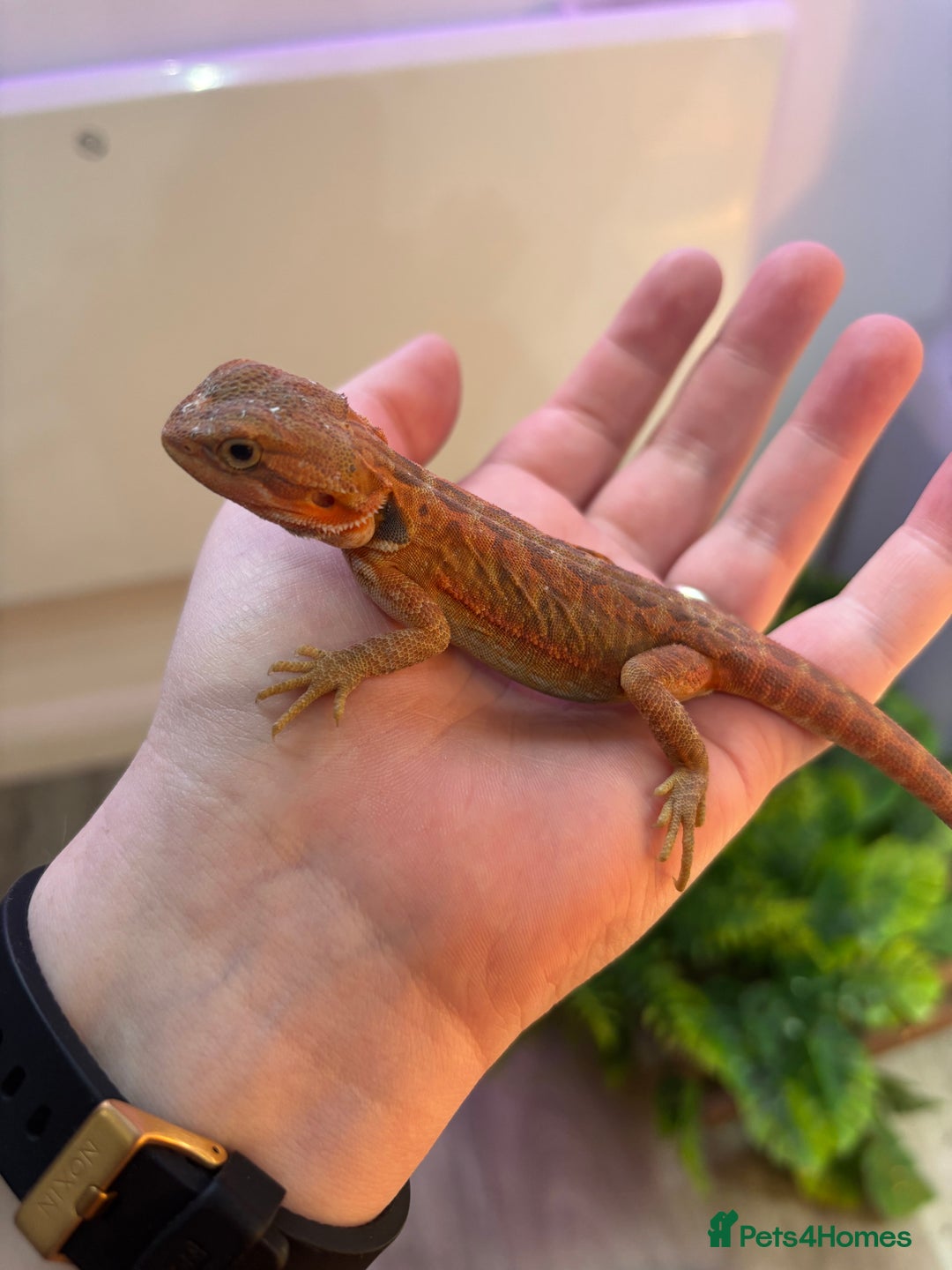 Bearded Dragon reptiles for sale: Bearded Dragon Babies INC RED MONSTERS - Image 2