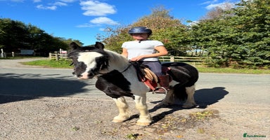 Irish Cob horses - Advert 9