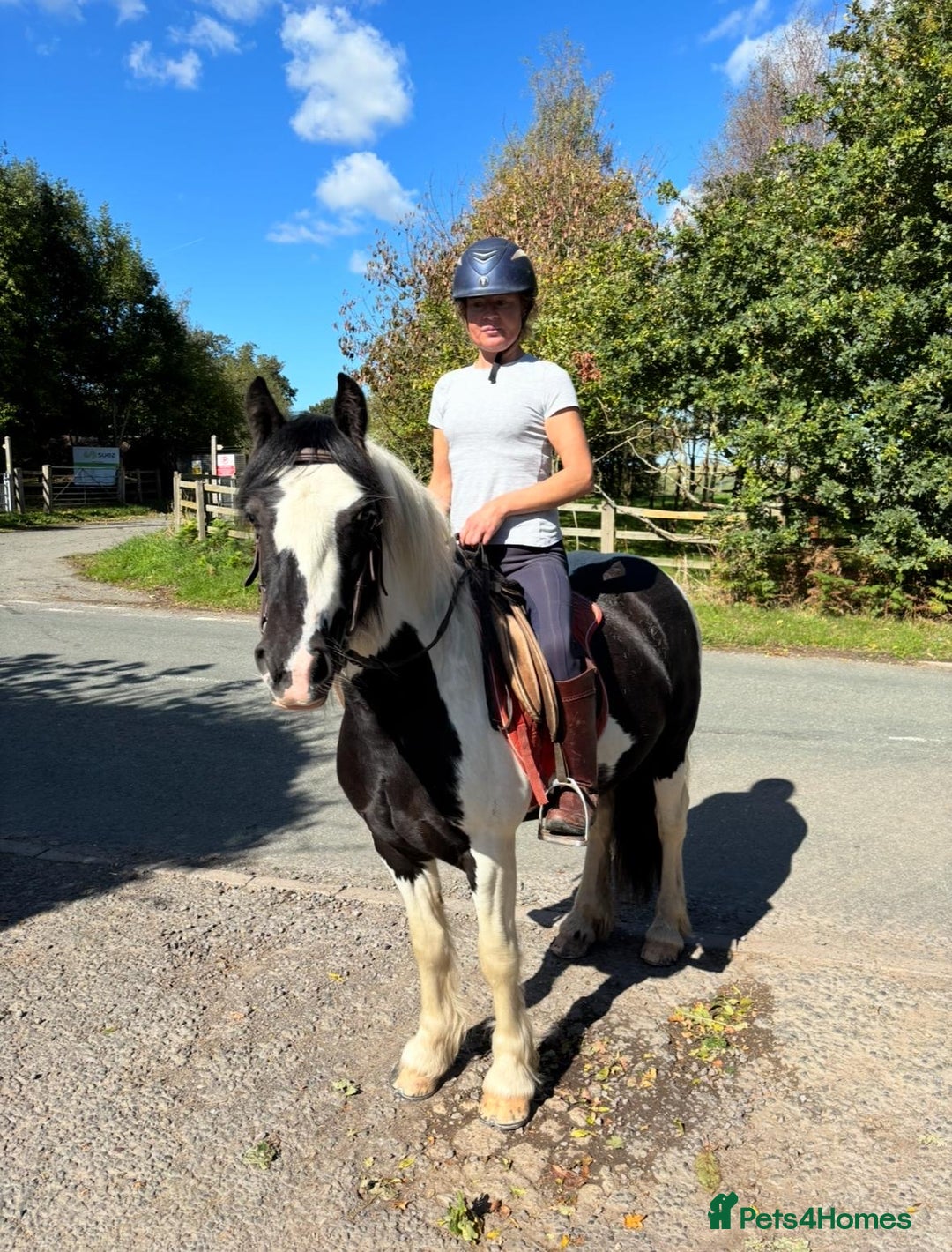 Irish Cob horses for sale: (Spirit) black and white riding filly  - Image 2