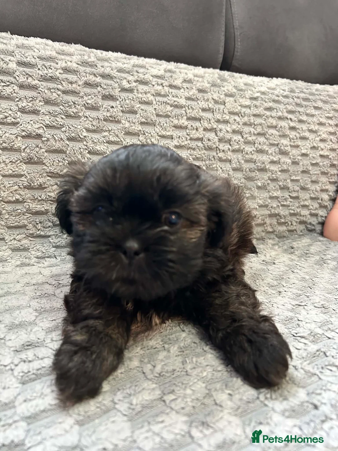Shih Tzu dogs for sale: 4 Precious Fluffy Puppies in Leicester - Advert 2