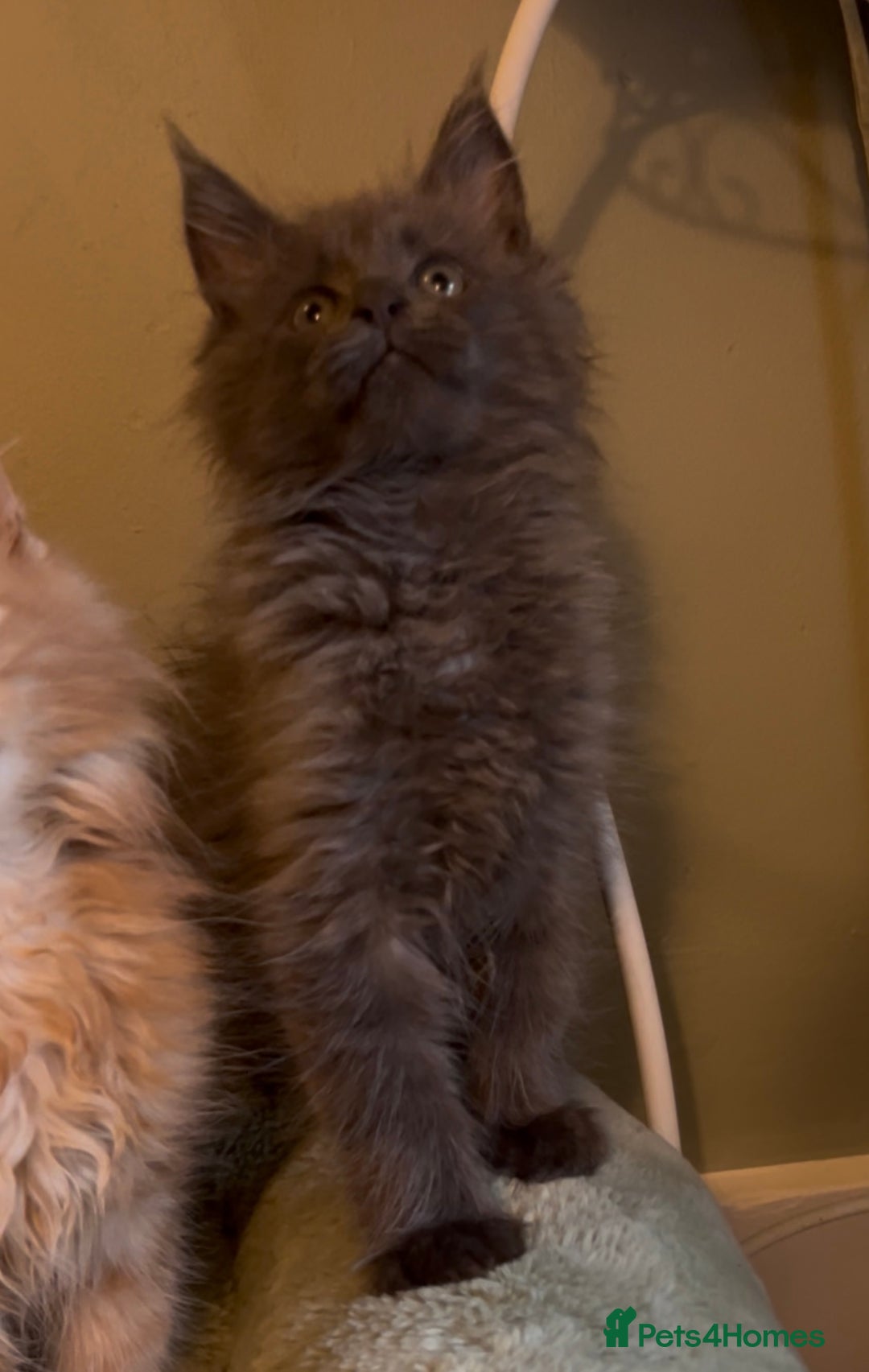 Maine Coon cats for sale: Pedigree Maine coon kittens READY NOW - Image 14
