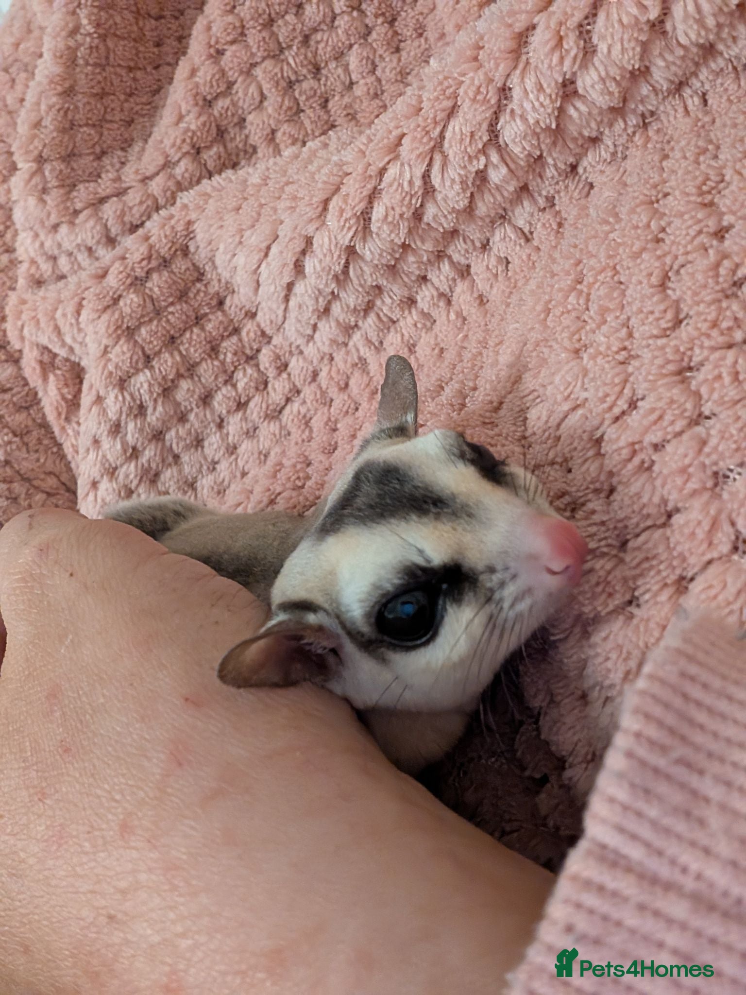 Sugar Glider rodents 2 male sugar gliders selling with all equipment  - Advert 1