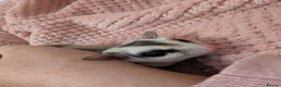 Sugar Glider rodents for sale: 2 male sugar gliders selling with all equipment  - Advert 1