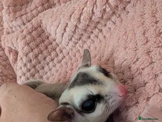 Sugar Glider rodents 2 male sugar gliders selling with all equipment - Advert 3