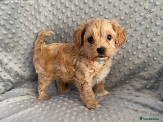 Maltipoo dogs Beautiful Maltipoo Puppies - Advert 2