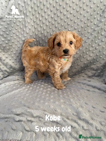 Maltipoo dogs Beautiful Maltipoo Puppies - Advert 1